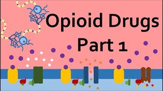 Opioid Drugs Part 1 Mechanism of Action [upl. by Ahsilem2]