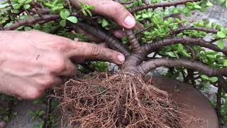 How to make bonsai from Jade plant [upl. by Amitaf]