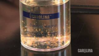 How to Care for Daphnia [upl. by Marduk]