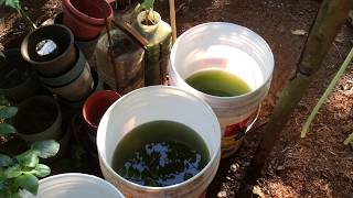 How to grow Green Water Algae [upl. by Chlori671]