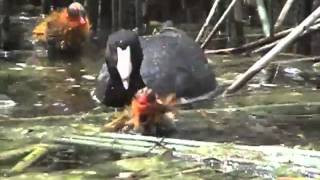 Coots strange behavior [upl. by Scheer]