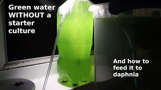 Green Water WITHOUT a Starter Culture  From Scratch  How To [upl. by Lamb]