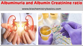 Albuminuria  Albumin Creatinine Ratio  Albumin In Urine [upl. by Nolan606]