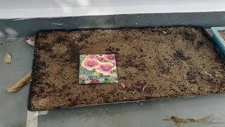 How to grow Gaillardia Flower [upl. by Kannry]