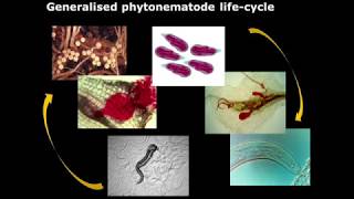 Biological control of nematodes [upl. by Gniw]