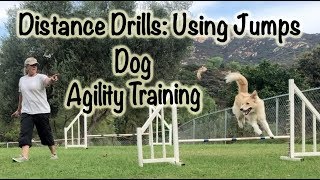 Distance Drills Dog Agility Training Using Jumps [upl. by Golanka]