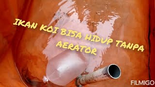 ikan koi hidup tanpa aerator [upl. by Ahsieket221]