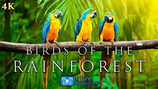 4K Breathtaking Colorful Birds of the Rainforest  1HR Wildlife Nature Film  Jungle Sounds in UHD [upl. by Eiramave]