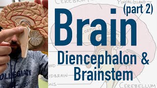 Brain Diencephalon and Brainstem [upl. by Beverie]