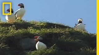 Iceland Puffins  National Geographic [upl. by Hsuk]