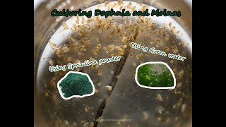 How To Culture Daphnia and Moinas using Green Water Spirulina powder [upl. by Ellette]