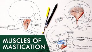 Muscles of Mastication  Anatomy Tutorial [upl. by Dragde]