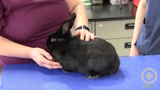 Exam Tips for Handling Rabbits [upl. by Adym631]