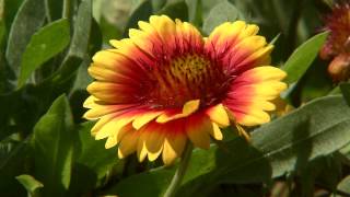 Mesa gaillardia blooms throughout the year [upl. by Hctud]