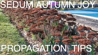 How to Grow Sedum Autumn Joy [upl. by Yarg]