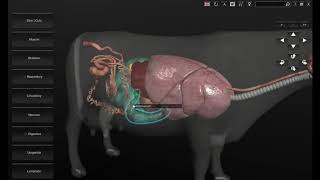 Software 3D Anatomía Bovina [upl. by Nelli]