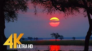 4K Wild Animals  Africa Mana Pools National Park with Nature Sounds  4 HRS [upl. by Darcy]