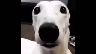 White dog shivering meme 1 HOUR [upl. by Regdirb]