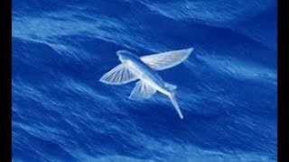 Facts The Flying Fish [upl. by Ytinav718]