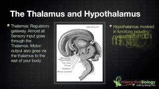 028 The Thalamus and Hypothalamus [upl. by Alyac]