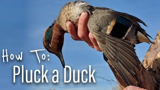 How To Clean Ducks  The Easy Way Wingmen Hunting [upl. by Ybbor]