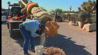 How To Transplant A Saguaro Cactus [upl. by Aivlis]