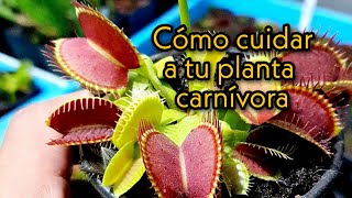 Plantas carnívoras  Dionaea Muscipula y su ciclo de vida Venus atrapamoscas [upl. by Jacqueline976]