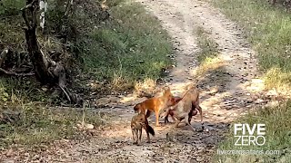 Dholes Eating Young Nilgai Alive [upl. by Pros]