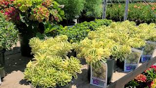 Sedum Atlantis™Variegated Stonecrop  GORGEOUS🌟 Award Winning Hardy Outdoor Succulent [upl. by Teodor493]