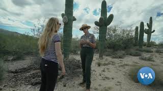 Saguaros Arizonas Iconic Cacti [upl. by Brandea]