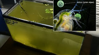 Raising Daphnia for the Freshwater Aquarium [upl. by Franza]