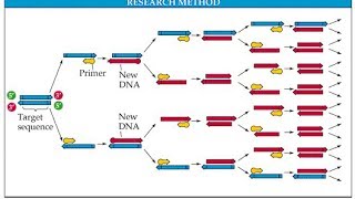 PCR polymerase chain reaction in detail [upl. by Adest]