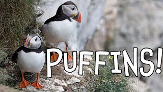 Puffins Fun Puffin Facts for Kids [upl. by Galanti]