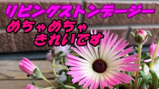 【花】リビングストンデージーの育て方・植え付け [upl. by Newob]