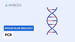 Polymerase Chain Reaction PCR DNA Amplification [upl. by Gnehs966]