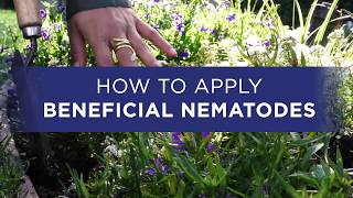 How to Apply Beneficial Nematodes from Organic Control [upl. by Siuluj709]