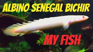 Polypterus senegalus  Albino Senegal Bichir [upl. by Boru265]