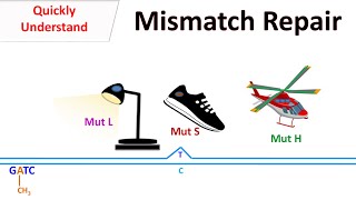 DNA Mismatch repair [upl. by Yand714]