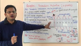 Receptor Pharmacology Part 03  G Protein Coupled Receptor  Pharmacology of GProtein Receptors [upl. by Clarhe914]