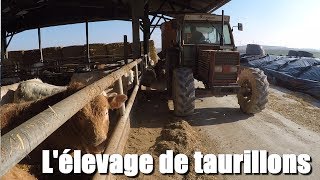 Une matinée dans un élevage de Taurillons [upl. by Debbie462]