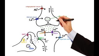 Pharmacology  ANTIEPILEPTIC DRUGS MADE EASY [upl. by Mitman]