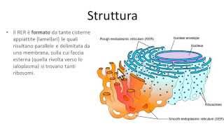 Reticolo endoplasmatico rugoso RER [upl. by Clair]