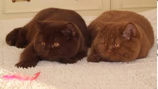 Cattery quotYour Honorquot British Shorthair kittens color chocolate and cinnamon [upl. by Giorgi]