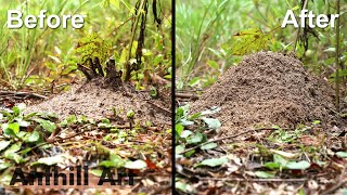 Timelapse Fire Ant Colony Rebuilding After a Storm [upl. by Atorod]