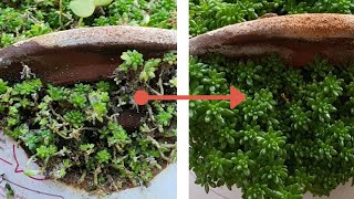 Sedum After Care  Propagation and Care  Garden Unboxing [upl. by Mialliw545]