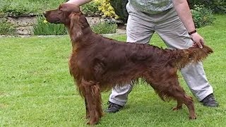 Dog Breed Video Irish Setter [upl. by Tymothy744]