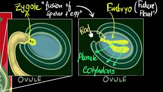 Fertilisation zygote embryo germination  How do organisms reproduce  Biology  Khan Academy [upl. by Jeaz]