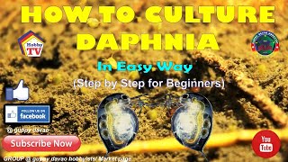 HOW TO CULTURE DAPHNIA In Easy Way [upl. by Adnaluy]