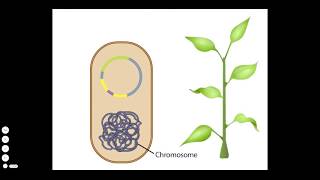 Agrobacterium A Plant Gene Transfer Vector [upl. by Silrak]