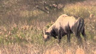 Nilgai Near Port Mansfield Texas [upl. by Bose]